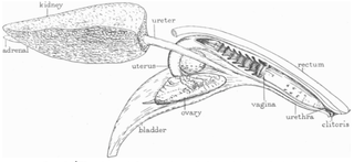 Illustration for article titled Así de extraña es la forma de la vagina de un delfín